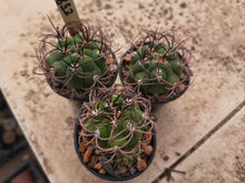 Gymnocalycium hossei VoS853