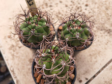 Gymnocalycium hossei VoS853