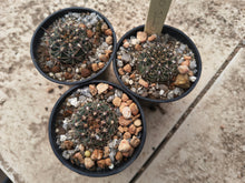 Gymnocalycium erinaceum JL40