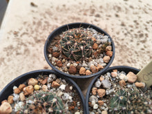 Gymnocalycium erinaceum JL40