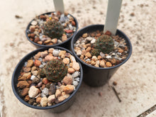 Sulcorebutia pasopayana G161