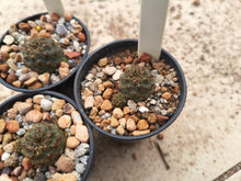 Sulcorebutia pasopayana G161