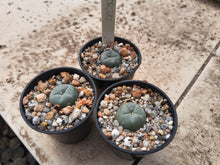 Lophophora williamsii KKR382
