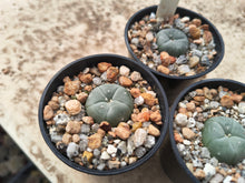 Lophophora williamsii KKR382