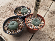 Lophophora williamsii VZD020
