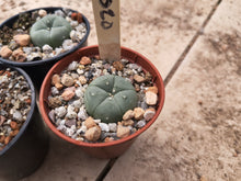 Lophophora williamsii VZD020