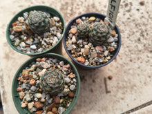 Mediolobivia haagei LF1018