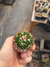 Stenocactus phyllacanthus violaciflorus NAGL101.82