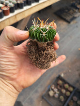 Stenocactus phyllacanthus violaciflorus NAGL101.82