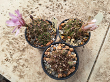 Gymnocalycium anisitsii VoS028