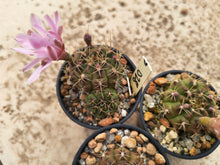 Gymnocalycium anisitsii VoS028
