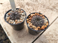 Gymnocalycium quehlianum VoS1312