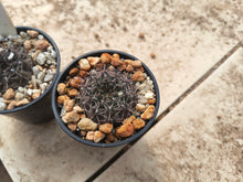 Gymnocalycium quehlianum VoS1312