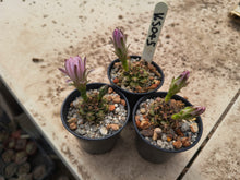 Gymnocalycium roboreanum VoS045
