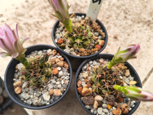 Gymnocalycium roboreanum VoS045