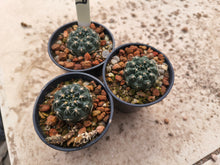 Gymnocalycium andreae P199