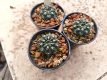 Gymnocalycium andreae P199