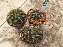 Gymnocalycium hamatum VoS353