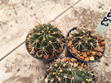 Gymnocalycium hamatum VoS353