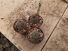 Mammillaria dioica ZRI495/13