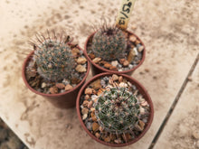 Mammillaria dioica ZRI495/13