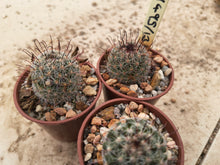 Mammillaria dioica ZRI495/13
