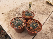 Gymnocalycium cardenasianum subsp. pseudoarmatum VoS999