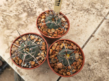 Gymnocalycium cardenasianum subsp. pseudoarmatum VoS999