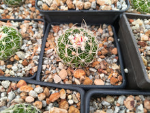 Stenocactus sp. LX221