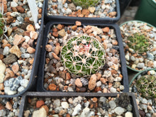 Stenocactus sp. LX221