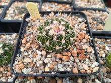 Stenocactus sp. LX221