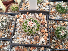 Stenocactus sp. LX221