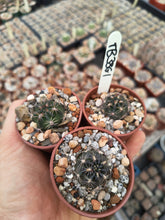 Lobivia chorillosensis TB386.1
