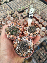 Lobivia chorillosensis TB386.1