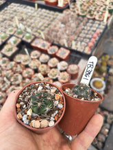 Lobivia chorillosensis TB386.1