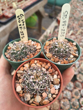 Gymnocalycium stellatum STO88-225