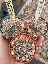 Gymnocalycium stellatum STO88-225