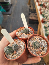 Mediolobivia haagei var. elegantula RH 521