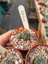 Mediolobivia haagei var. elegantula RH 521