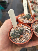 Mediolobivia haagei var. elegantula RH 521
