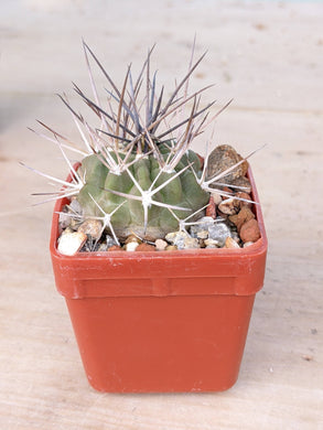 Acanthocalycium variiflorum LF42