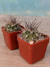 Acanthocalycium variiflorum LF42