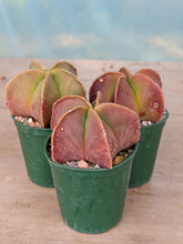 Astrophytum myriostigma nudum