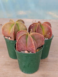 Astrophytum myriostigma nudum