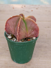 Astrophytum myriostigma nudum