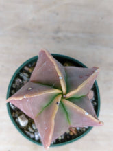 Astrophytum myriostigma nudum