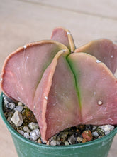 Astrophytum myriostigma nudum