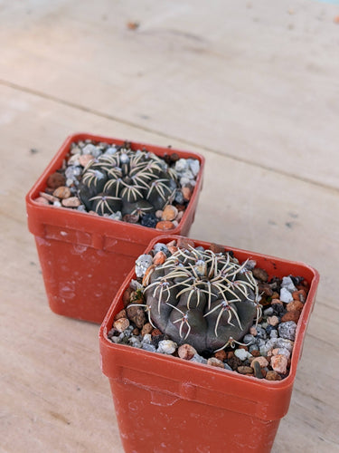 Gymnocalycium robustum LF80