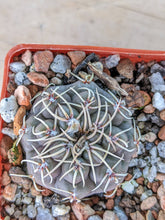 Gymnocalycium robustum LF80