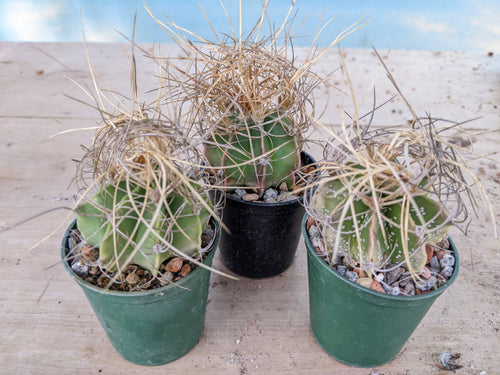 Astrophytum senile aureum